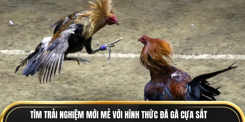 Tìm trải nghiệm mới mẻ với hình thức đá gà cựa sắt